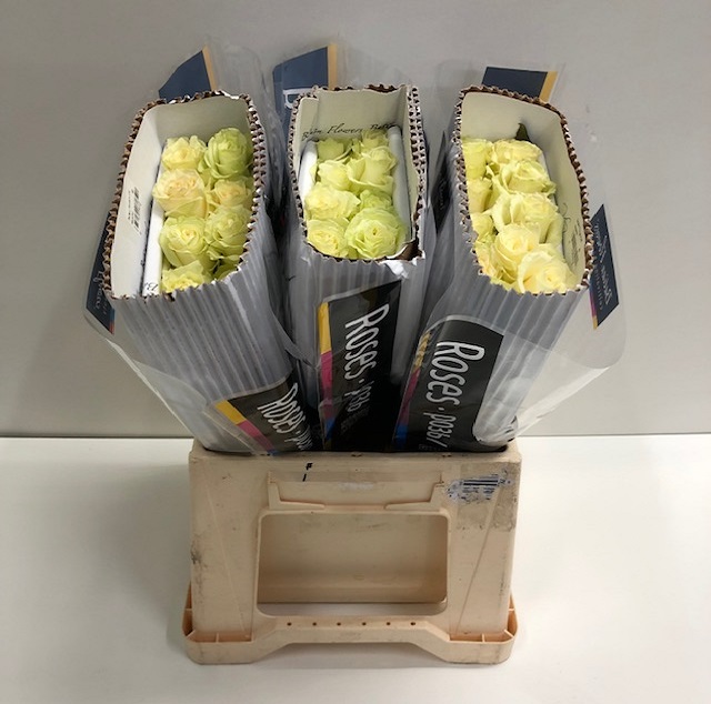 Rosa gr mondial BT.jpg